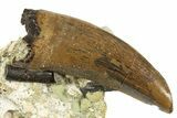 Serrated Tyrannosaur Tooth - Judith River Formation #313335-1